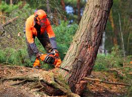 Best Tree Health Inspection  in Silver Springs Shores, FL